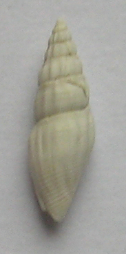 gasteropode da determinare 1